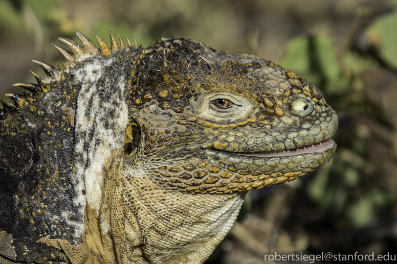 galapagos